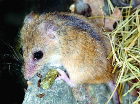 Myška ořechová (Dendromus mystacalis)