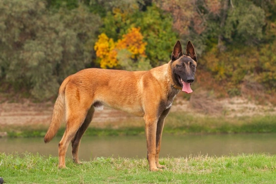 Belgian malinois store with other dogs