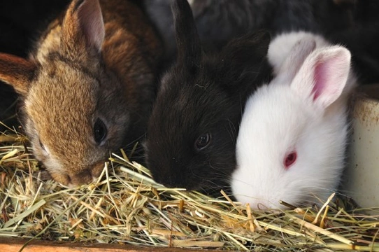 Keeping rabbit outlet warm in winter