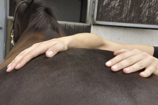 Massage and chiropractic treatments for horses