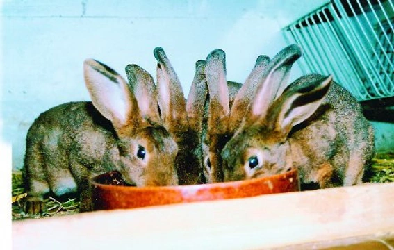 Napájení králíků