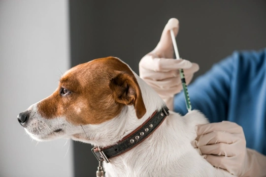 Why do we vaccinate dogs?