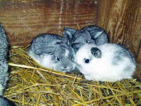 Základy králíkářství v otázkách a odpovědích – X. Co patří mezi parazitární onemocnění králíků a jak jim čelit?