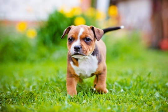 Staffordshire best sale terrier puppies