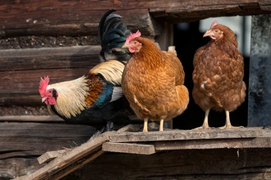 The Importance of Ventilation in the Chicken Coop