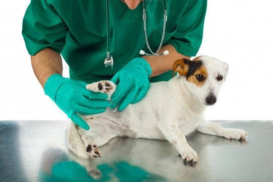 Skin Growths, Lumps and Bumps on Dogs