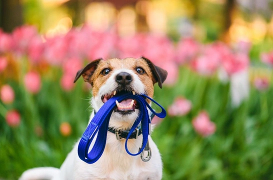 Is there a right and wrong way to hold your dog’s lead on walks?
