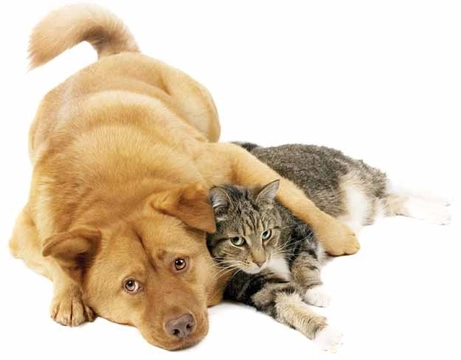 První pomoc 4 – Resuscitace psa a kočky