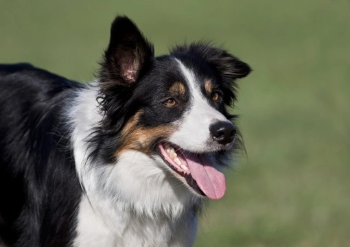 Intelligent border hot sale collie