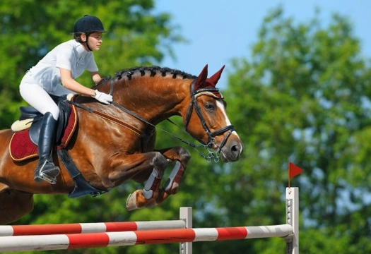 B.S.J.A grades de-mystified for riders looking to buy a show jumper