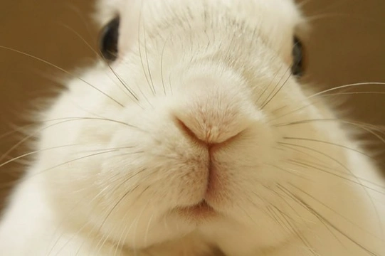 13 Essential Rabbit Facts