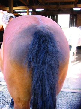 Koňský domácí lékař 10: Vydřený ocas