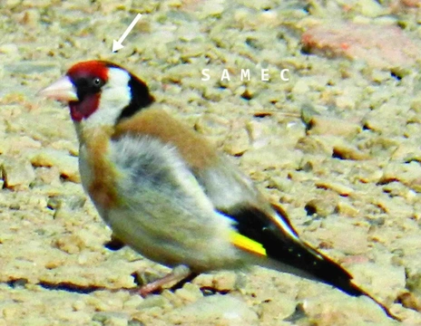 Stehlíci, rozlišování pohlaví, zbarvení mladých ptáků