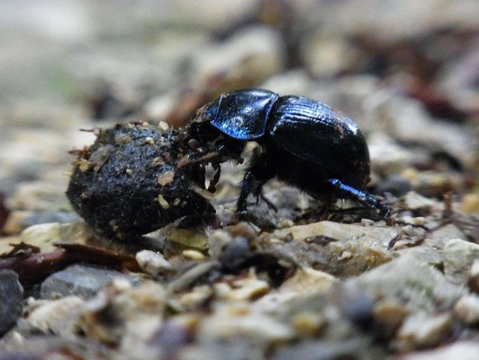 La curiosa vida del escarabajo pelotero