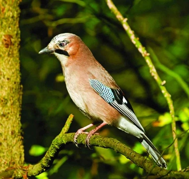 Měkkožraví chovanci našich voliér, Pěvci (Passeriformes) 5, Krkavcovití (Corvidae) 2