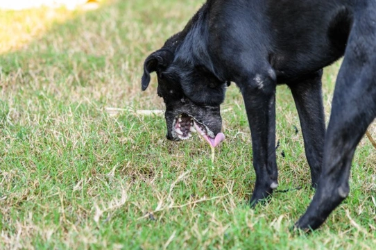 The five most common causes of poisoning in dogs