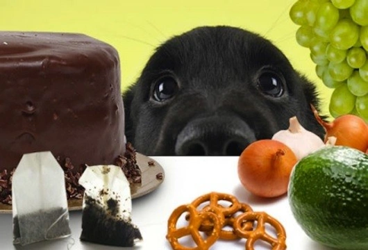 Evita que tu perro consuma estos alimentos