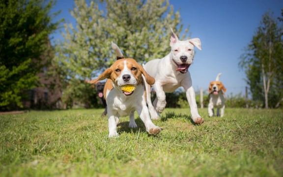 Atopia canina: síntomas y tratamiento