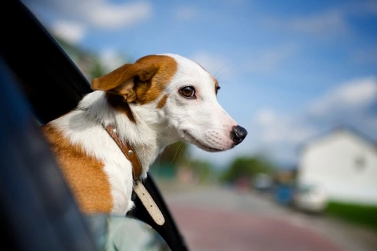 Dealing with a carsick dog or puppy