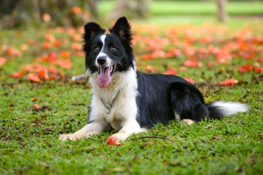 Bursitis infections in dogs