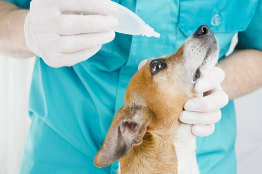 All about the British Veterinary Association’s Eye Scheme for dogs