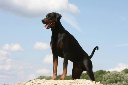 Doberman good family store dog