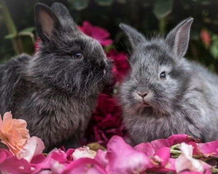 Coniglio domestico: info, consigli, prezzi e cose da sapere prima
