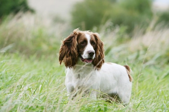 Are Cocker Spaniels Good For First-Time Dog Owners