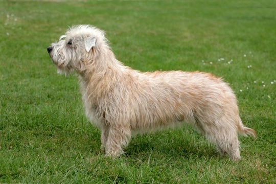 The Glen of Imaal terrier and their history in Ireland