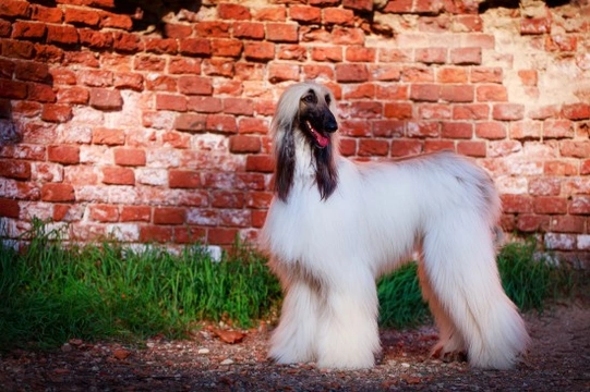 Is the Afghan hound a good choice of pet?