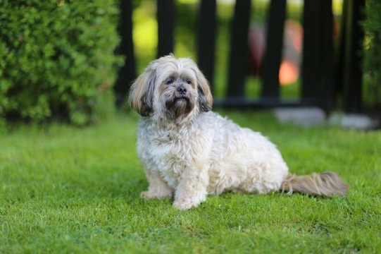 Lhasa apso hot sale beagle mix