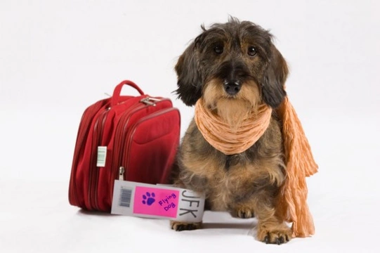 Airline travel and your dog