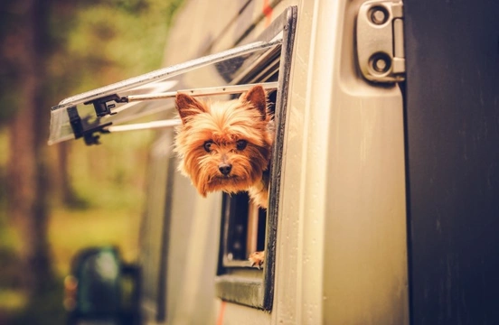 Rules and etiquette for taking your dog on holiday with you to a caravan park or campsite