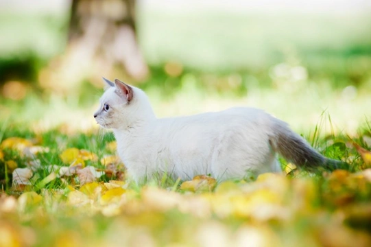 Why are some in-demand and popular cat types unrecognised by the GCCF?