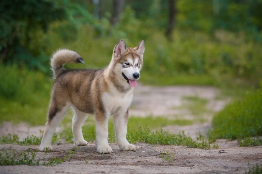 Short hot sale hair malamute