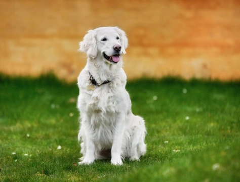 Reasons why your dog may have problems sitting