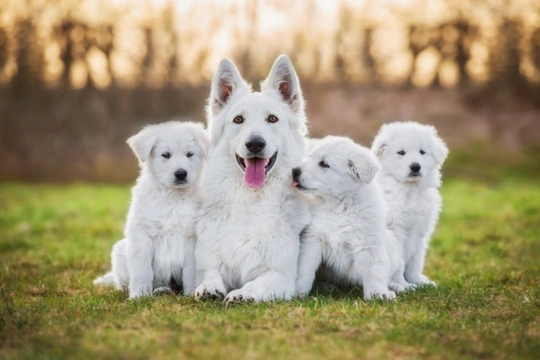 The Kennel Club’s Code of Ethics for dog breeders | Pets4Homes