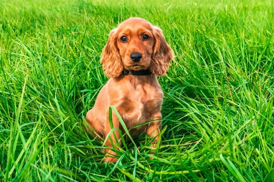 Tell-tale signs your Cocker Spaniel has developed an ear infection