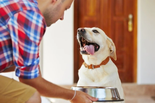 Considerations when feeding a dog with EPI
