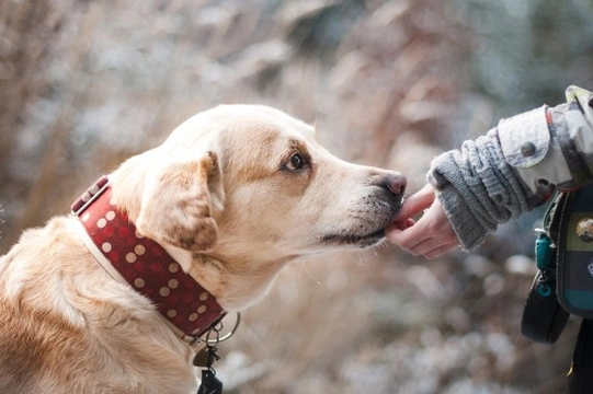 Consejos para corregir la ansiedad por separación en perros