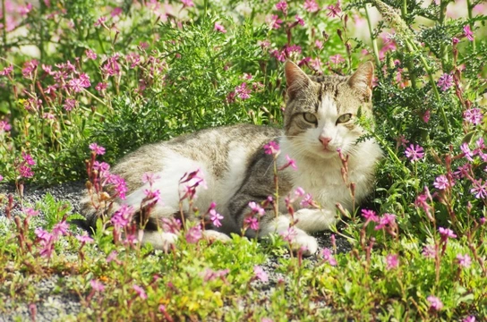 Is it safe to Give Catnip to a Cat with Health Issues?