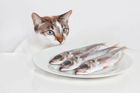 Cats and Food Allergies