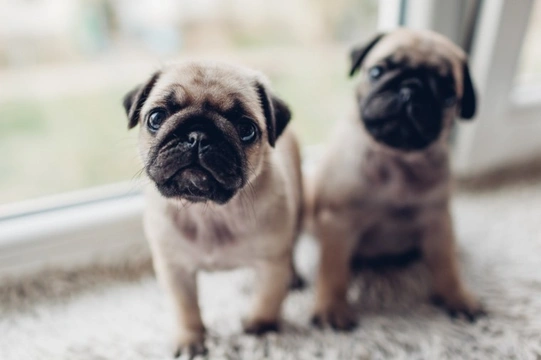 What are the most common health conditions to affect the pug?
