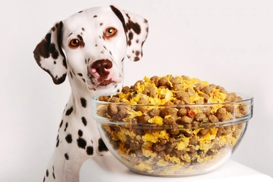 The Benefits of Homemade Dog Food