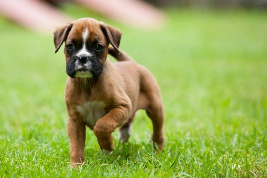 A sales boxer dog