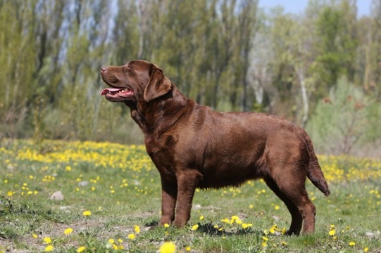 Overweight best sale chocolate lab