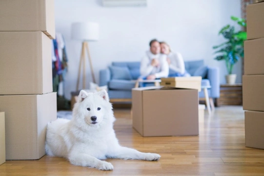 Can you increase the chances of a landlord agreeing to let you have a dog?