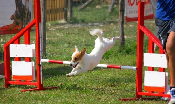 The best dog breeds for agility and dog sports