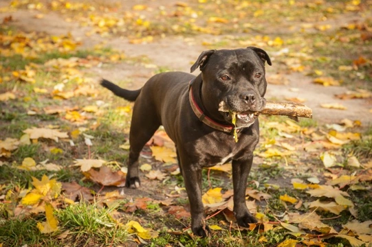 Staffordshire Bull Terriers and Eye Disorders