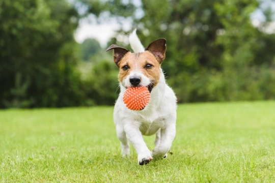 Jack russell terrier outlet toy